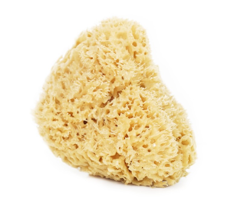 Naturalna gąbka morska rozmiar XXL